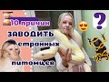 10 неожиданных причин завести СТРАННОГО питомца