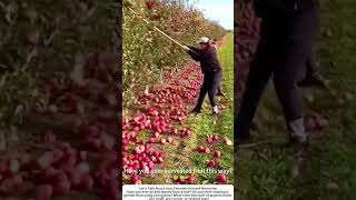 Shaking Apple Tree for Harvest – Old‑School Orchard Trick 🍎