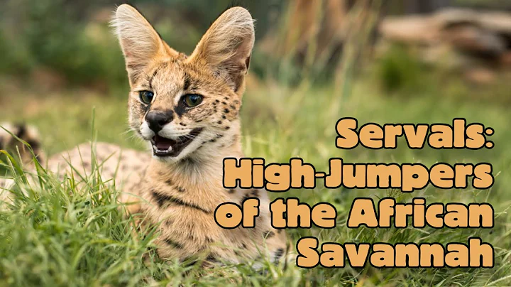 Watch the video about Servals