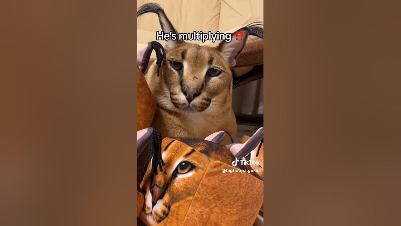 Cat's Eyes Scan Vf Real Floppa and Doll #tiktok - YouTube