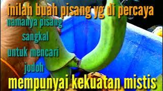 pisang sangkal | pisang yg di percaya mempunyai kekuatan mistis buat cari jodoh  @JunaidiSh
