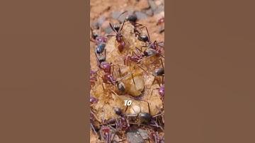 Ants vs Humans – Who’s Smarter