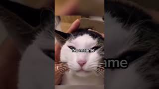 Funny Cats Talking #Cats #funny #viral