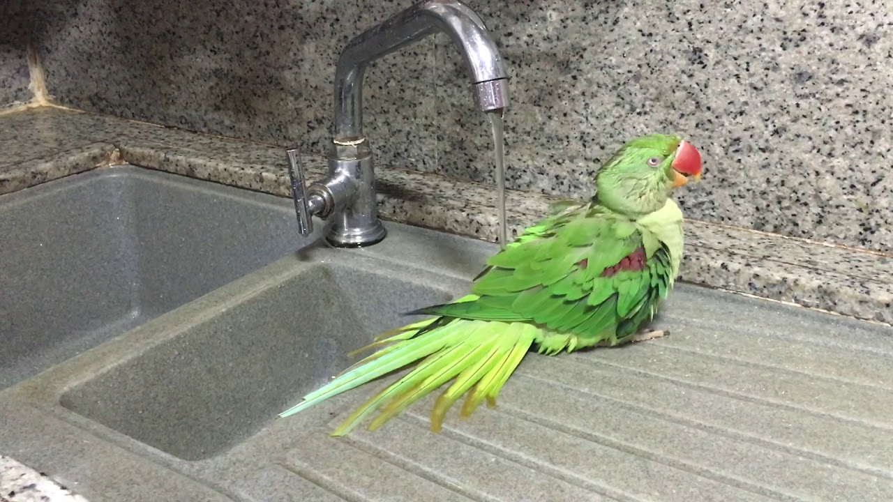 Indian ringneck parrot having bath YouTube