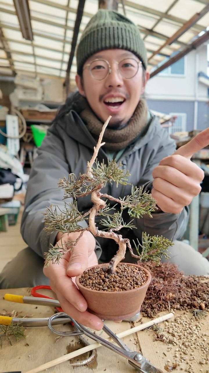 Make a mini juniper bonsai【盆栽Q】 #juniper #ミニ盆栽 - YouTube