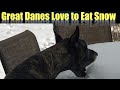 Great Danes love to Eat Snow