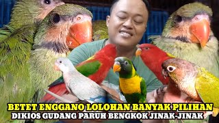 HARGA LOLOHAN BETET ENGGANO DAN BURUNG PARBENG JINAK-JINAK DIKIOS KANG YANTO PASAR BURUNG PRAMUKA