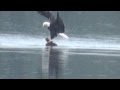 Swimming Eagle