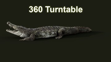 Crocodile 360 turntable render | maya | arnold | CG Creature artist #stynsour