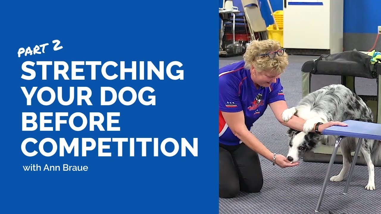 puppy paradise How to Stretch Your Dog - Part 2