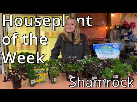 How To Care For A Red Shamrock Plant