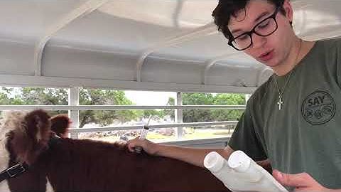 How To Project- Giving Subcutaneous Injections to Cattle