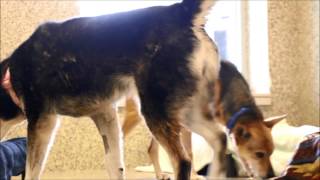 Celebrity Great Plains SPCA: Happy Birthday Johnny Dare! Net Worth