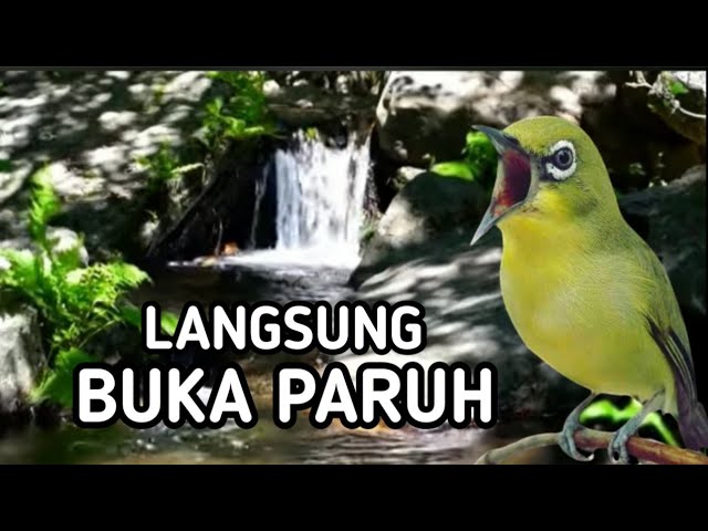 TERAPI PLECI BIKIN CEPAT GACOR DAN BUKA PARUH class=