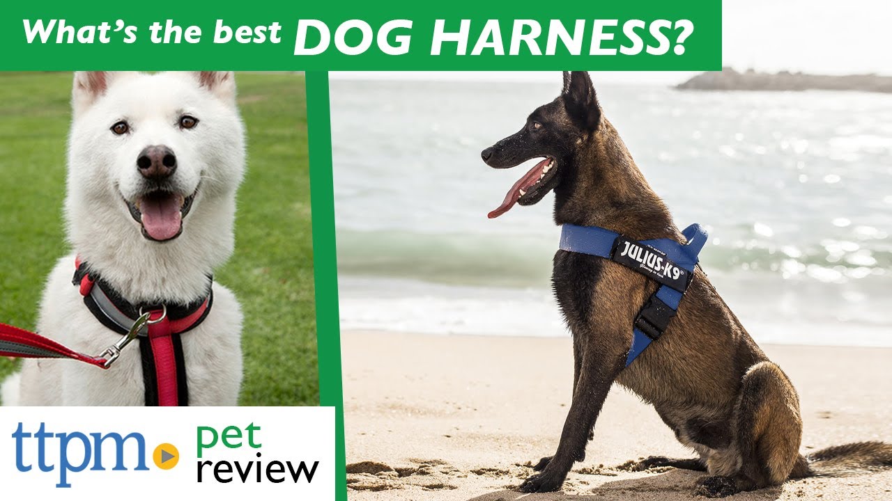Whats The Safest Dog Harness