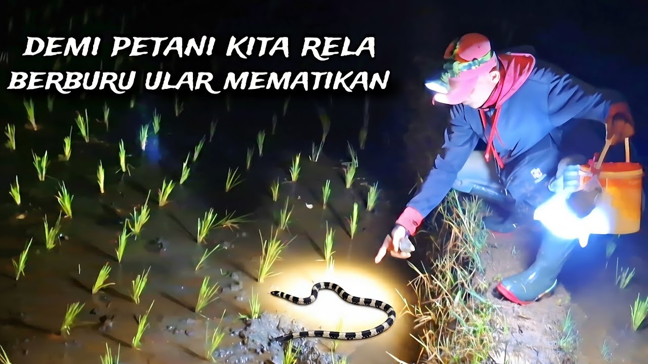 Nyawa Jadi Taruhan Saat Ngobor / mancing  Belut, Habis Huja Ular weling Keluar Sarang