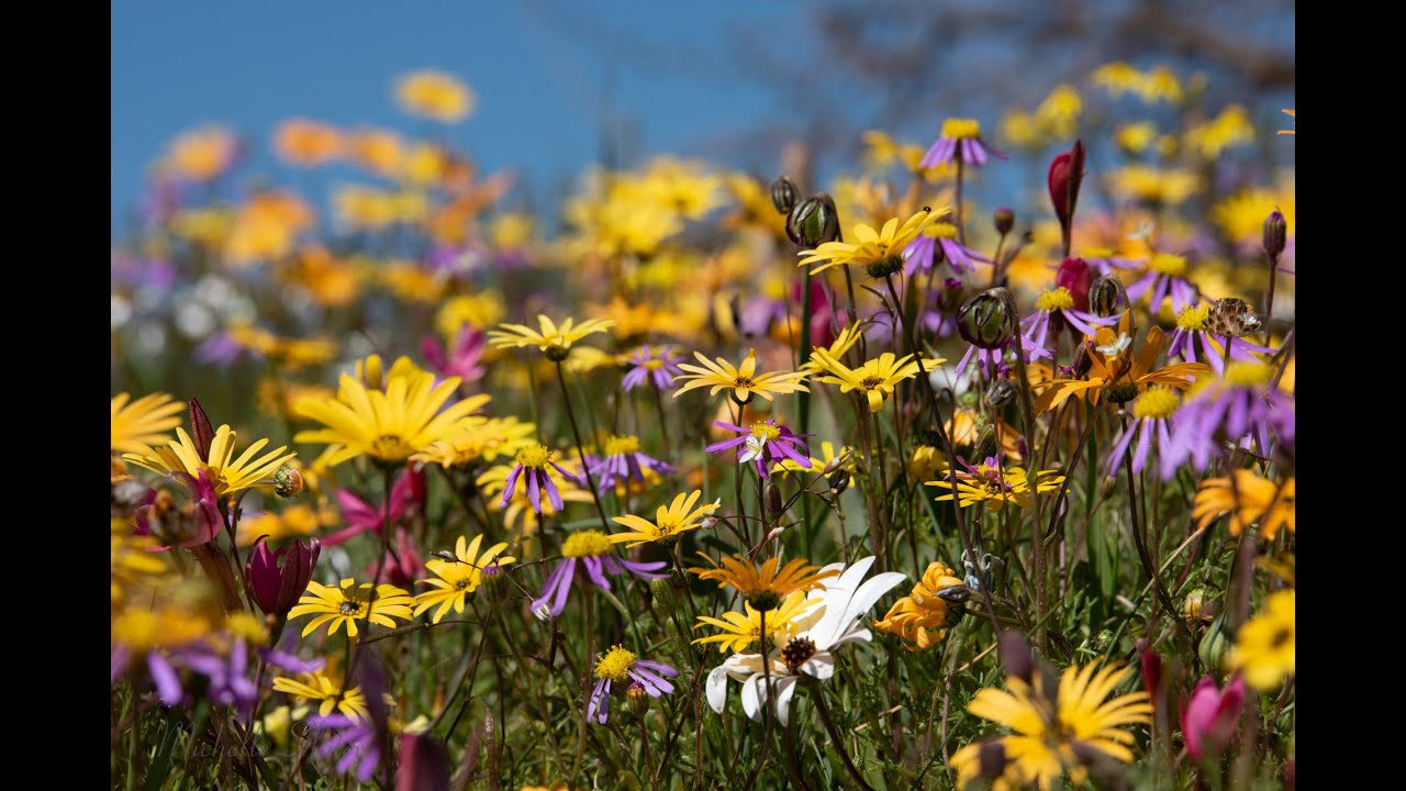 Namaqualand Wild Flowers, South Africa YouTube