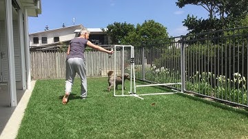 How to train a new agility handling technique? with Glenys Atkins