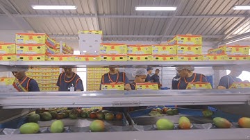 Mango - sorting & packaging