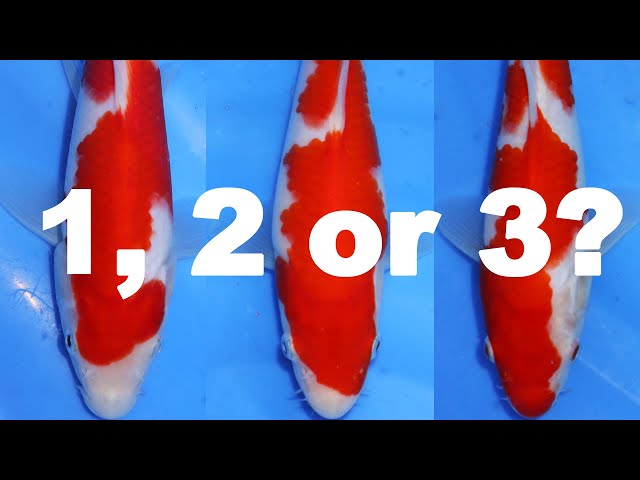 The best 3 Kohaku!? [KOI SELECTION] class=