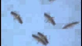 Ben Bir Leylek Sevdim Resimi