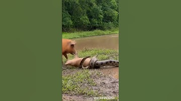 Mother Pig Fights Giant Python to Save Her Baby 😱🐗🐍 #Wildlife #Nature