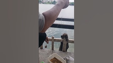 Câu cá sông Sài Gòn. fishing