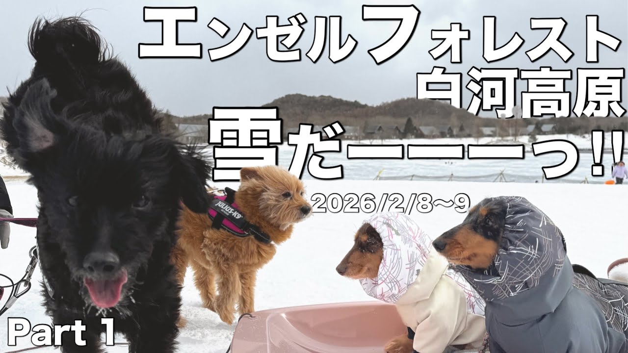 エンゼルフォレスト白河高原で雪遊び！【犬連れ福島旅】レイクサイドドッグヴィラで楽しむ多頭連れの冬旅行⛄️❄️