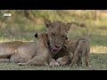 BBC Earth Videos: ਹਾਥੀਆਂ ਦੇ ਵਿਚਾਲੇ ਸ਼ੇਰਨੀ ਰੀਟਾ ਦੇ ਨਿੱਕੇ ਬੱਚੇ | 𝐁𝐁𝐂 𝐏𝐔𝐍𝐉𝐀𝐁𝐈