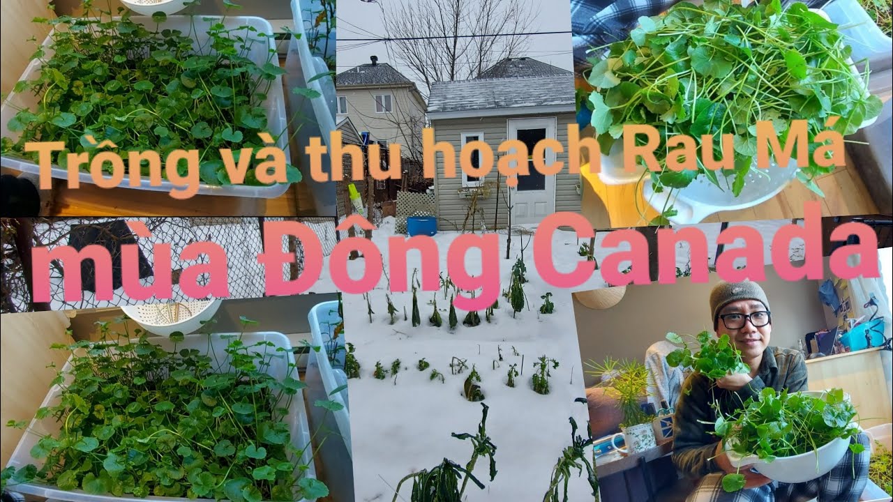 Trồng và Thu hoạch Rau Má Việt Nam tại Canada vào mùa Đông_Vườn nhà Cần ...