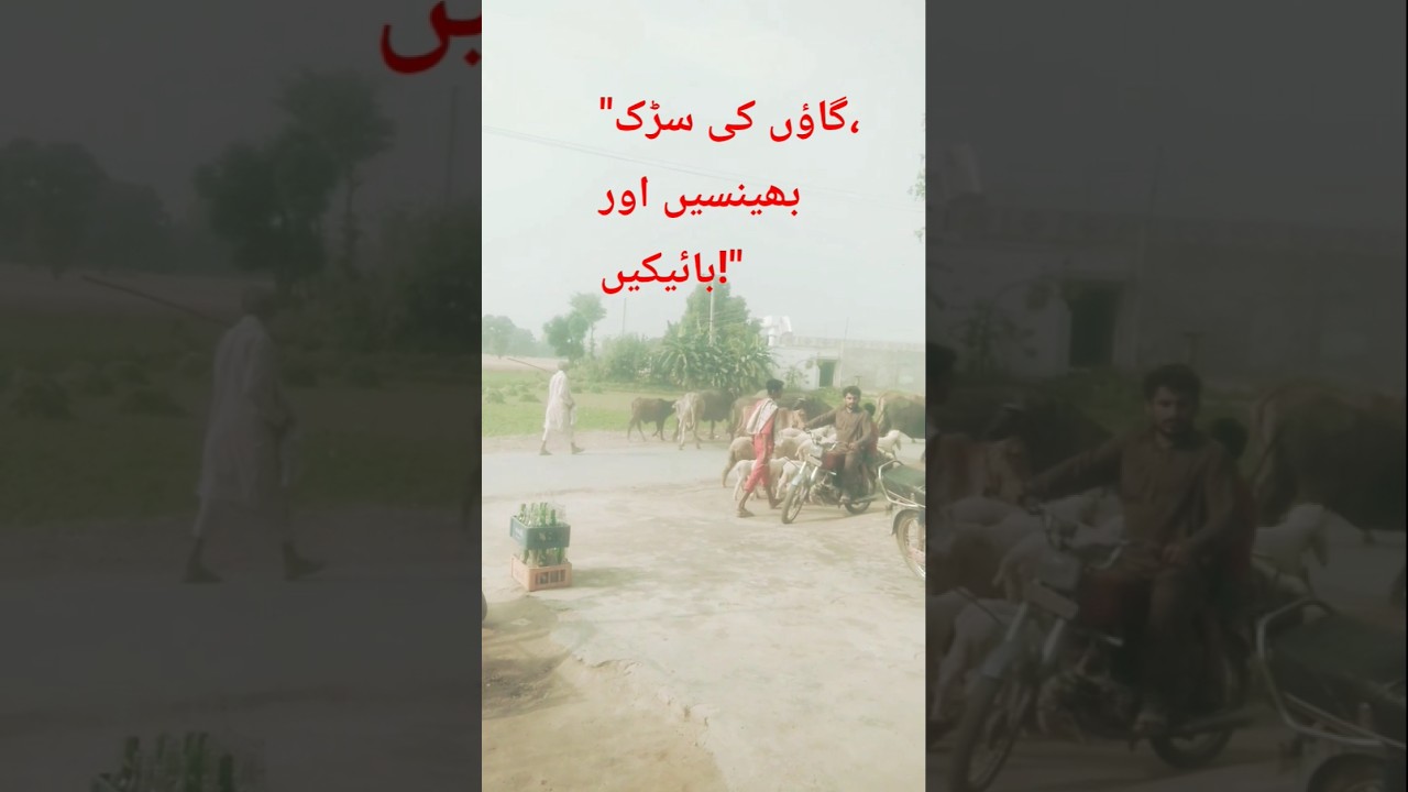 دیہاتی زندگی  بھینسیں  موٹر سائیکل  دیہی سڑک    village life Pakistan   rural   village animals