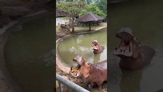 Smashing Pumkin Hippopotamus Feeding Show Jungle Safari yt hippo viral feedshorts animals
