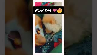 tricolour beagle and chow chow puppy  playing together #shorts #ytshorts #trending