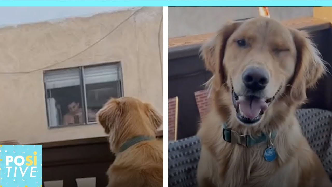 This dog is in love with his human neighbor | Positive - YouTube