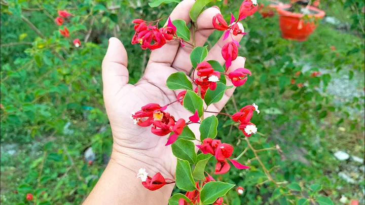 CHINESE LANTERN | RARE BOUGAINVILLEA VARIETY - DayDayNews