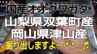 国産オオクワガタ 山梨県双葉町産＆岡山県津山産人工蛹室移動