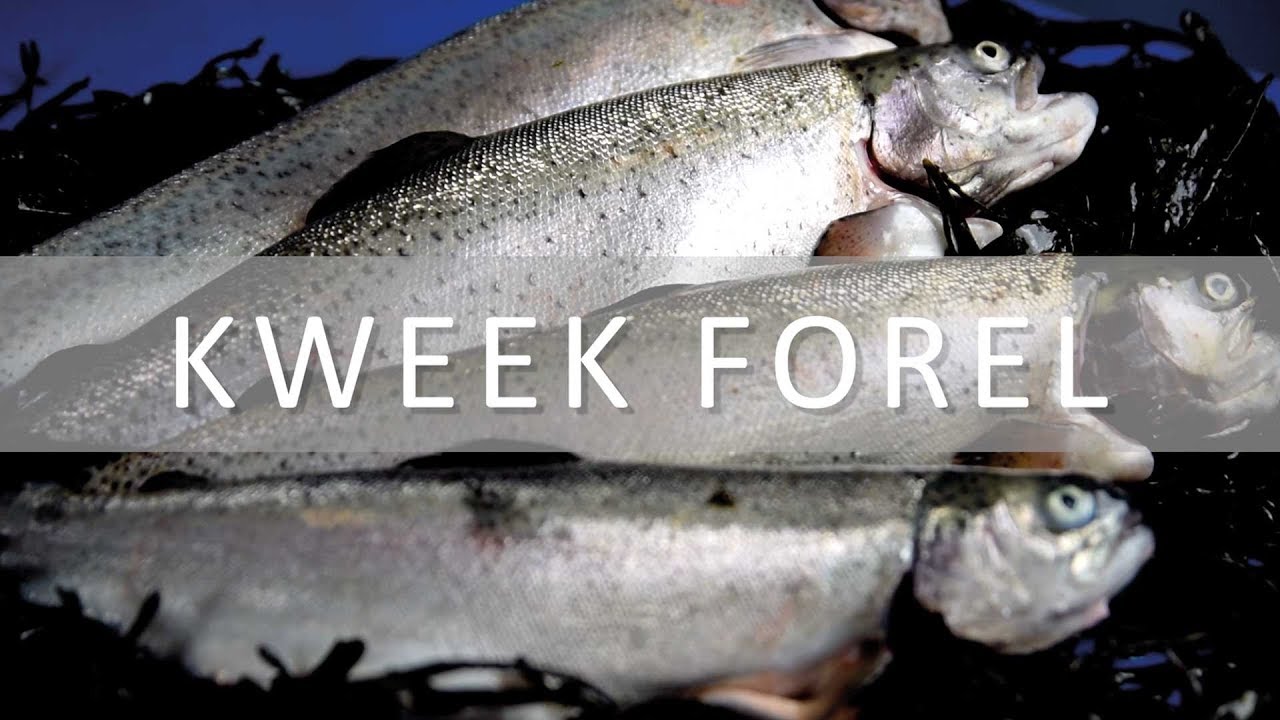 In de  promo: Forel (kweek)