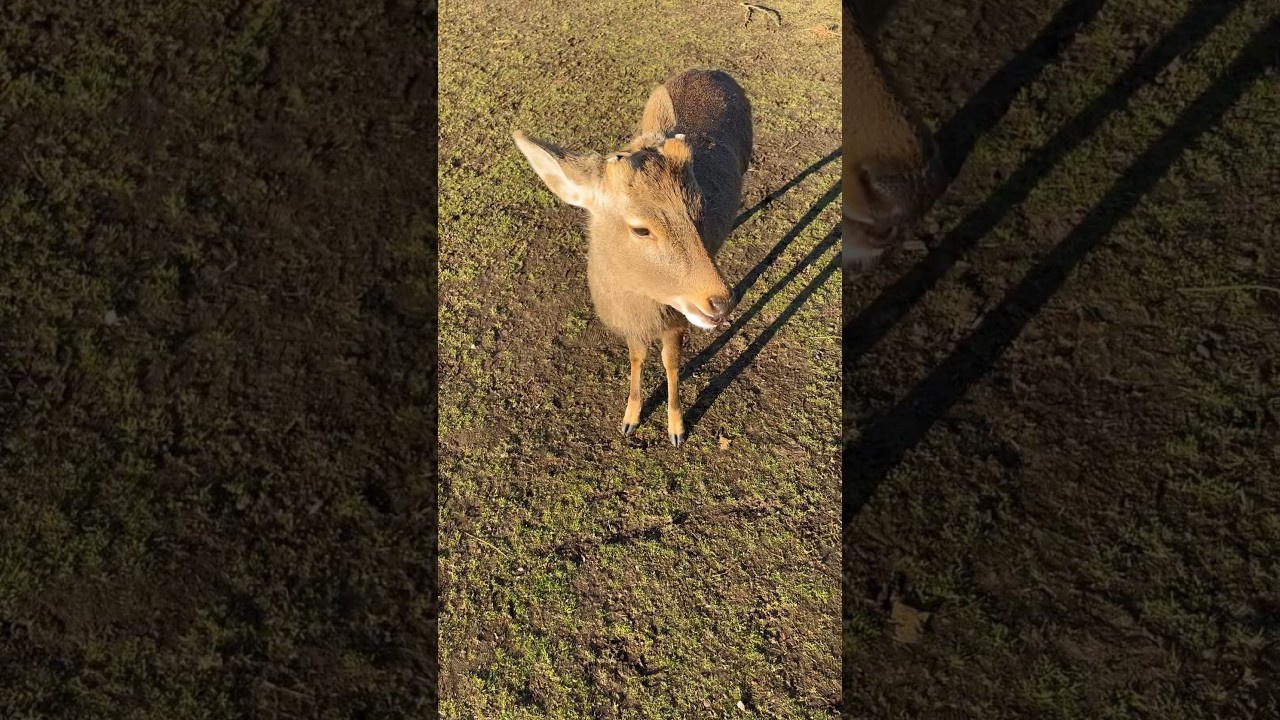 Cute deer bowing for biscuit 