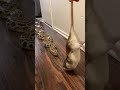 Feeding Rocky 🐍 A Stunned Rat 🐀!