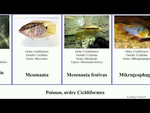 Fish, ordre Cichliformes pseudotropheus aulonocara paretroplus haplochromis cichlasoma oreochromis