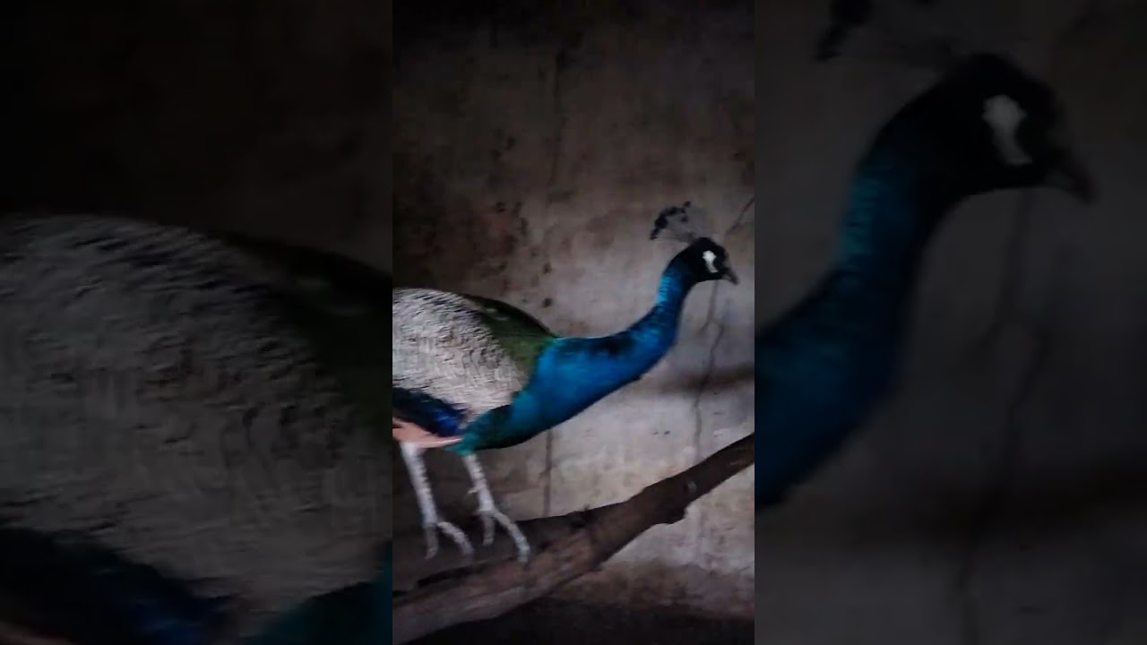 أجمل طاووس في العالم 👍🦚🐥🐤🐣🥚🦚🦚🦚