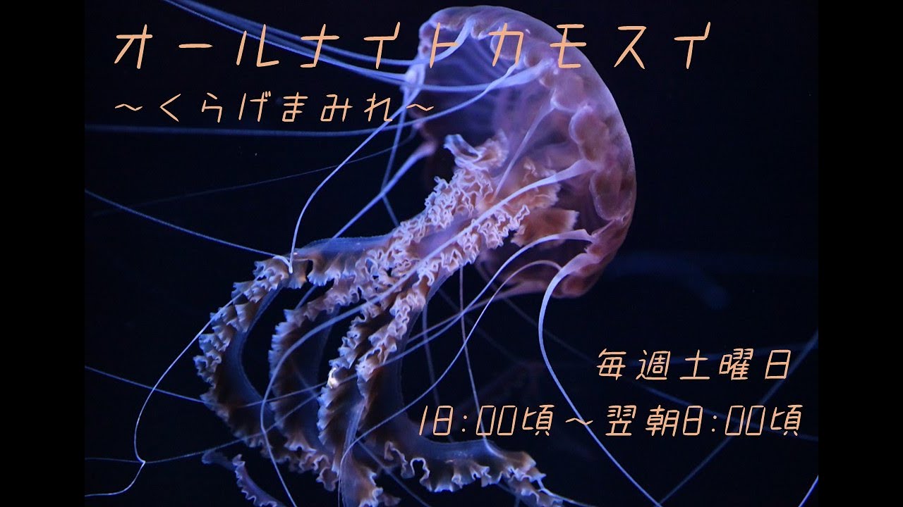 オールナイトカモスイ ～くらげまみれ～ #140 ブラックシーネットル