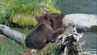The Kids of Katmai Brooks Falls 2023 Part 1 by Geo  5,006 views 8 months ago 5 minutes, 5 seconds