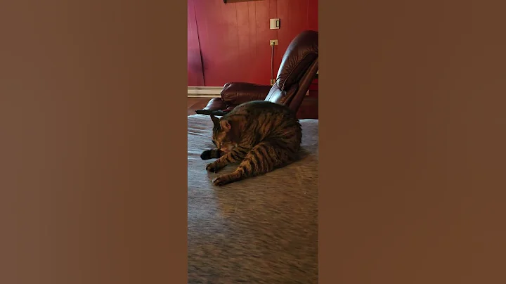 kitty kitty from Haskell oklaoma