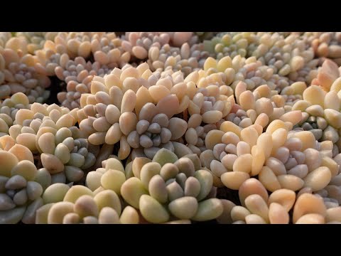 つぶつぶ交配 - YouTube