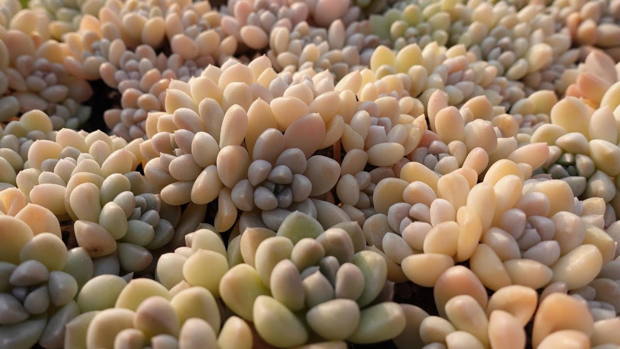 15 [Now you can rest assured! How to grow and propagate for one