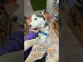 Siberian Husky - The most intelligent and Friendly Dog 😍 #dogs #dogshorts #dog #animals #husky