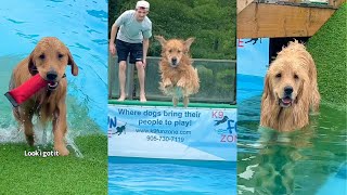 Golden Retrievers Go Dock Diving