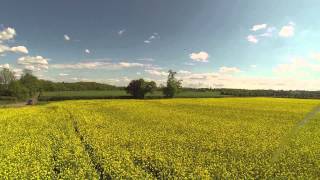 Fields of Yellow