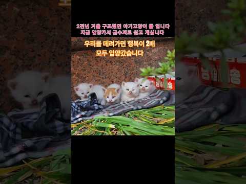 2년전 구조했던 아기고양이 들 영상 #써니와 아기고양이